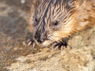 Portrait of a muskrat, ondatra zibethicus, rodent found in wetlands