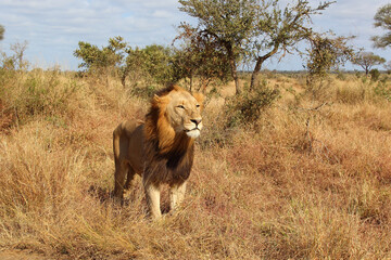 Afrikanischer Löwe / African lion / Panthera leo.