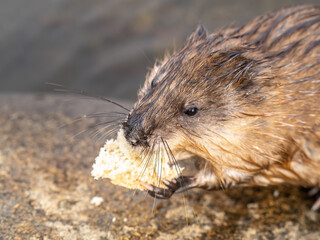 Wild animal Muskrat, Ondatra zibethicuseats, eats on the river bank