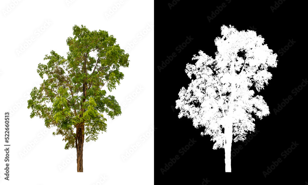 Aufkleber Tree that are isolated on a white background are suitable for both printing and web pages