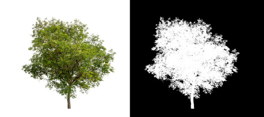 Tree on transparent picture background with clipping path, single tree with clipping path and alpha...