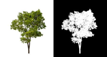 Tree on transparent picture background with clipping path, single tree with clipping path and alpha channel on black background