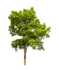 Tree that are isolated on a white background are suitable for both printing and web pages