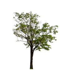Obraz premium Tree that are isolated on a white background are suitable for both printing and web pages