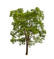 Fototapeta premium Tree that are isolated on a white background are suitable for both printing and web pages