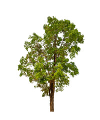 Fototapeta premium Tree that are isolated on a white background are suitable for both printing and web pages