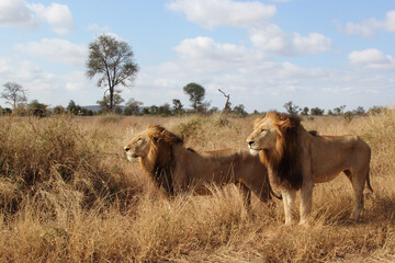 Afrikanischer Löwe / African lion / Panthera leo.