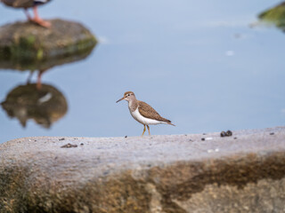 Common sandpiper, Actitis hypoleucos, resting lake shore under raindrops.