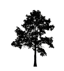 Tree silhouette for brush on white background.
