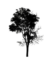 Tree silhouette for brush on white background.