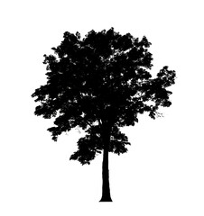 Tree silhouette for brush on white background.
