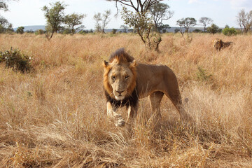 Fototapeta premium Afrikanischer Löwe / African lion / Panthera leo.