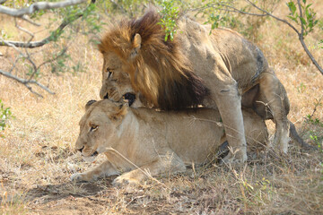 Afrikanischer Löwe / African lion / Panthera leo..