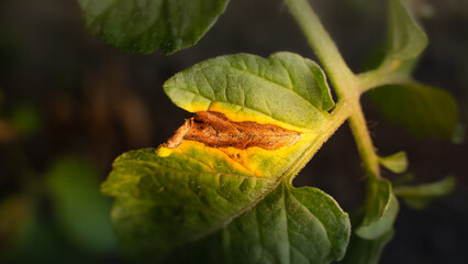 The process of infecting a green leaf of a tomato with a fungal infection by phytophthora close-up....