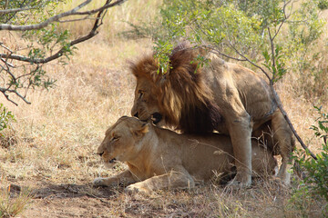 Afrikanischer Löwe / African lion / Panthera leo..