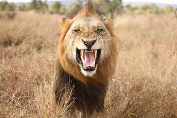 Afrikanischer Löwe / African lion / Panthera leo...