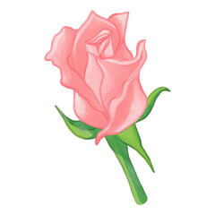 Fototapeta na wymiar Watercolor Rose flower, Pink flora clipart.
