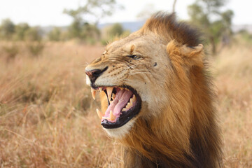 Afrikanischer Löwe / African lion / Panthera leo...