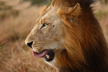 Afrikanischer Löwe / African lion / Panthera leo...
