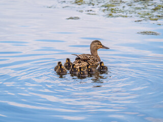 A family of ducks, a duck and its little ducklings are swimming in the water. The duck takes care of its newborn ducklings. Mallard, lat. Anas platyrhynchos
