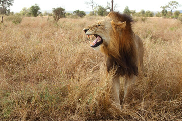 Fototapeta na wymiar Afrikanischer Löwe / African lion / Panthera leo...