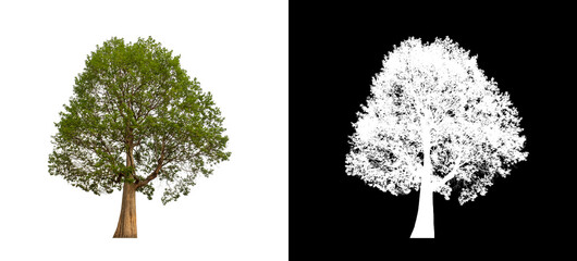 Fototapeta premium Tree on transparent picture background with clipping path, single tree with clipping path and alpha channel on black background