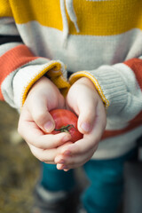Child holding little red cherry tomato in the garden. Organic vegetables, harvest concept. Top view, closeup, vertical