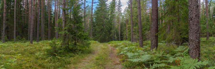 Fototapeta na wymiar Trees in a forest landscape