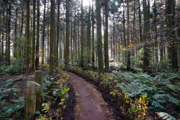 cedar forest and path in the gleaming sunlight