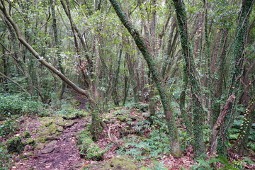 mossy trees and path in deep forest