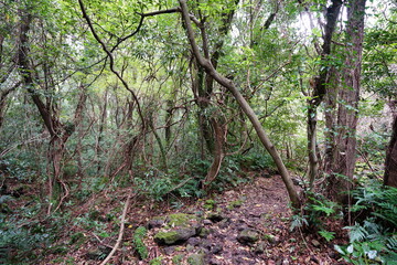 thick wild forest in autumn
