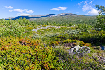 Fototapeta na wymiar Tundra in wild Norwegian nature in summer