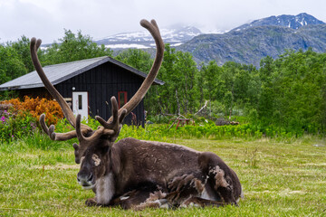 Wild reindeer sitting in front of the house in Jotunheimen National Park in Norway Europe - obrazy, fototapety, plakaty
