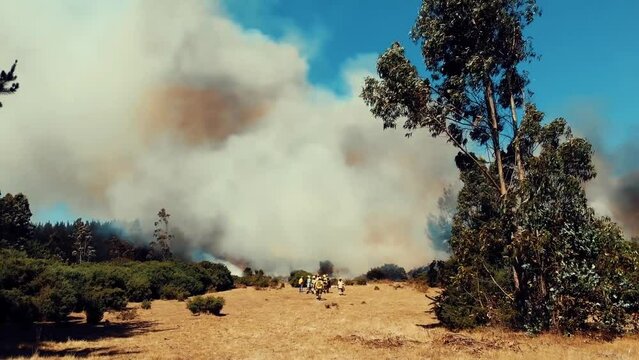 Wild fire forest during summer.