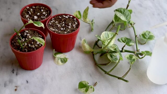 Preparing Epipremnum Aureum N'Joy, Pothos cuttings for propagation in pots