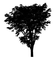 Tree silhouette for brush on white background.