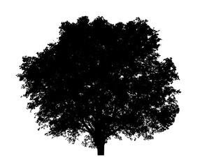 Fototapeta premium Tree silhouette for brush on white background.