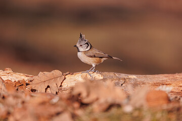 Sesión con el herrerillo capuchino, lophophanes cristatus