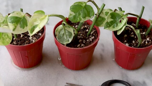 Epipremnum Njoy pothos propagating in small plants in plastic pots. Houseplant propagation DIY home concept