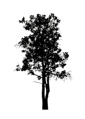 Tree silhouette for brush on white background.