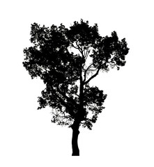 Fototapeta premium Tree silhouette for brush on white background.