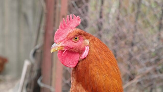 Close up portrait rooster chicken head face red cob in organic backyard farm