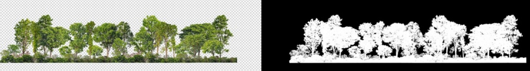 Green Trees isolated on transparent background.are Forest and foliage in summer for both printing and web pages with cut path and alpha channel on black background
