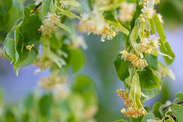 Linden tree blossom in summer forest, close up of lime blooming
