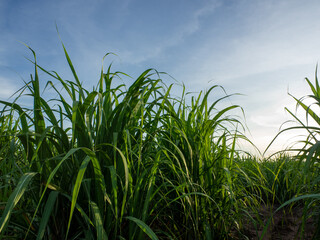 Obraz premium Sugarcane field at sunrise. Aerial view or top view of Sugarcane or agriculture in Thailand.