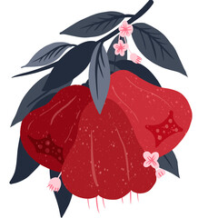 Rose apple fruit PNG