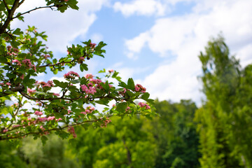 Pink ornamental hawthorn flowers, spring sunny natural background, horizontal photography