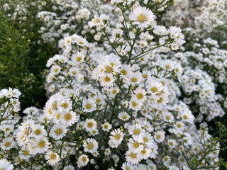 White flowers in the garden. 