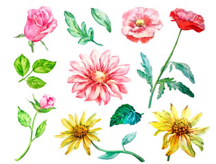 Set of watercolor flowers, leaves, roses, asters, sunflowers, poppies