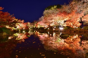 Autumn scenery at Toji temple in Kyoto, Japan
